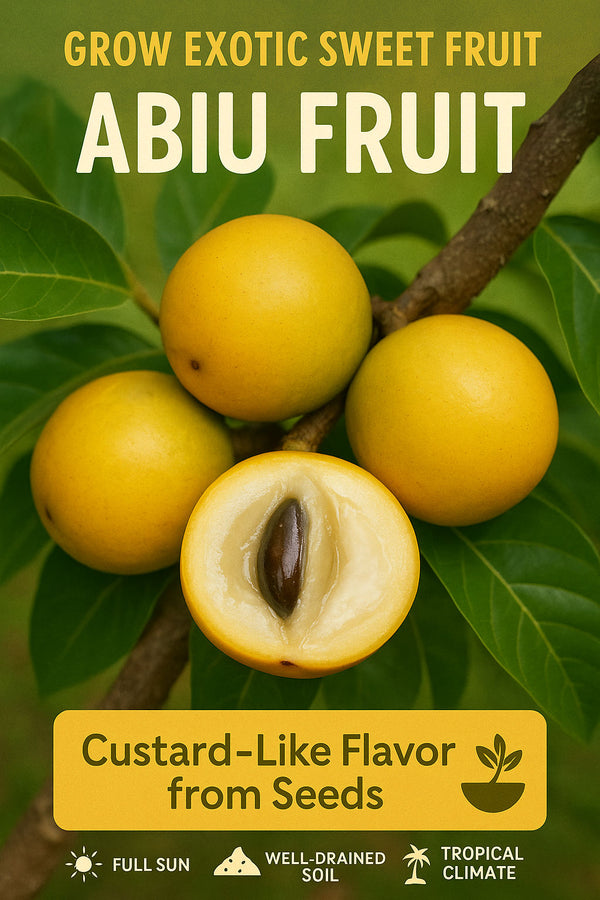 Abiu Fruit Plant – Tropical Fruit Tree for Home Garden