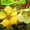 Exotic Kiwi 'Sunshine Gold' Seeds | Pack of 50 Premium Seeds