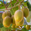 Exotic Kiwi 'Sunshine Gold' Seeds | Pack of 50 Premium Seeds