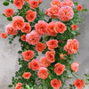 Stunning Rare Climbing Roses + Free Growth Booster!