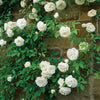 Stunning Rare Climbing Roses + Free Growth Booster!