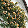 Stunning Rare Climbing Roses + Free Growth Booster!