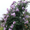 Stunning Rare Climbing Roses + Free Growth Booster!