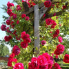 Stunning Rare Climbing Roses + Free Growth Booster!