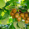 Exotic Kiwi 'Sunshine Gold' Seeds | Pack of 50 Premium Seeds