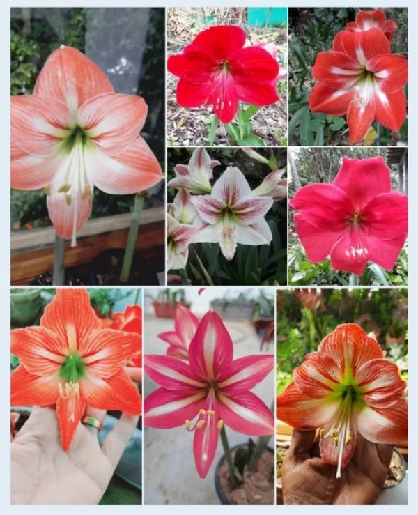 Beautiful Amaryllis Dutch Mix Color Premium Bulbs + Free Growth Booster