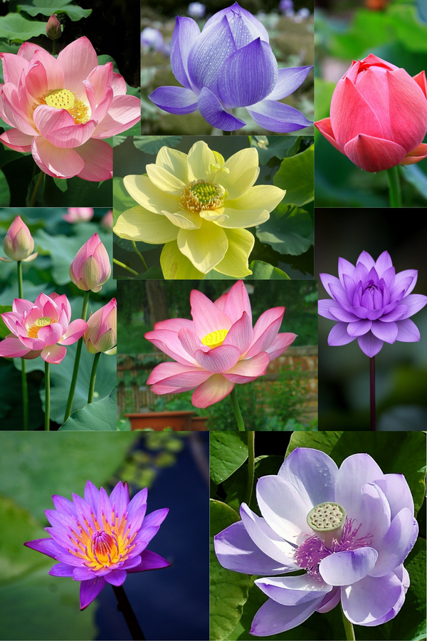 Elegant Sacred Lotus Mix 🌸 🌱 – Vibrant Colors for Peaceful Water Gardens Multi-Color Blooming Lotus 20 Seeds + Free Growth Booster!