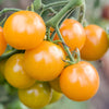 Tomato " Yellow Cherry  " Exotic 100 Vegetable Seeds