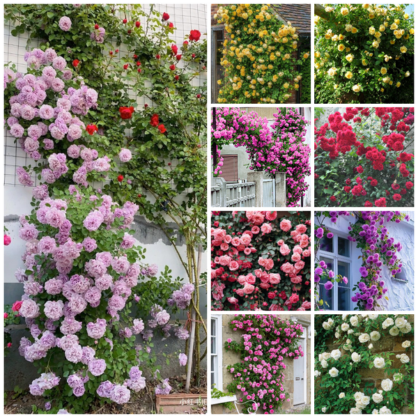 🌹🌸🌼 Elegant Climbing Rose Flower Seeds- 9 Rare and Breathtaking Colors Seeds(IMPORTED) + Free Growth Booster